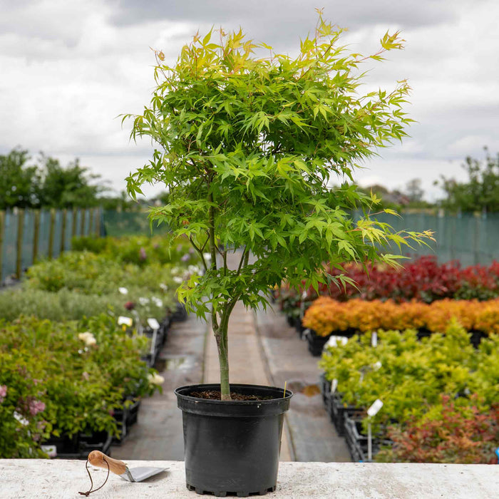 Acer palmatum 'Katsura'