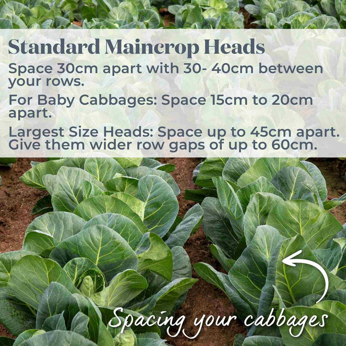 Cabbage Spring 'Duchy'