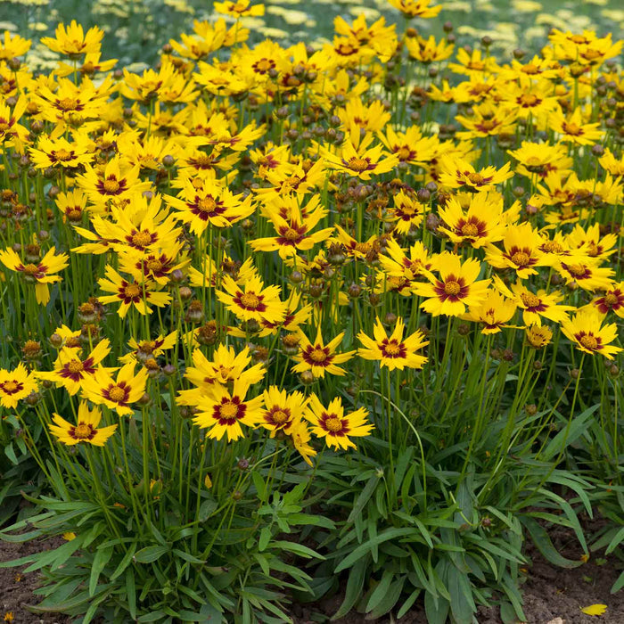 Coreopsis 'Sunkiss'