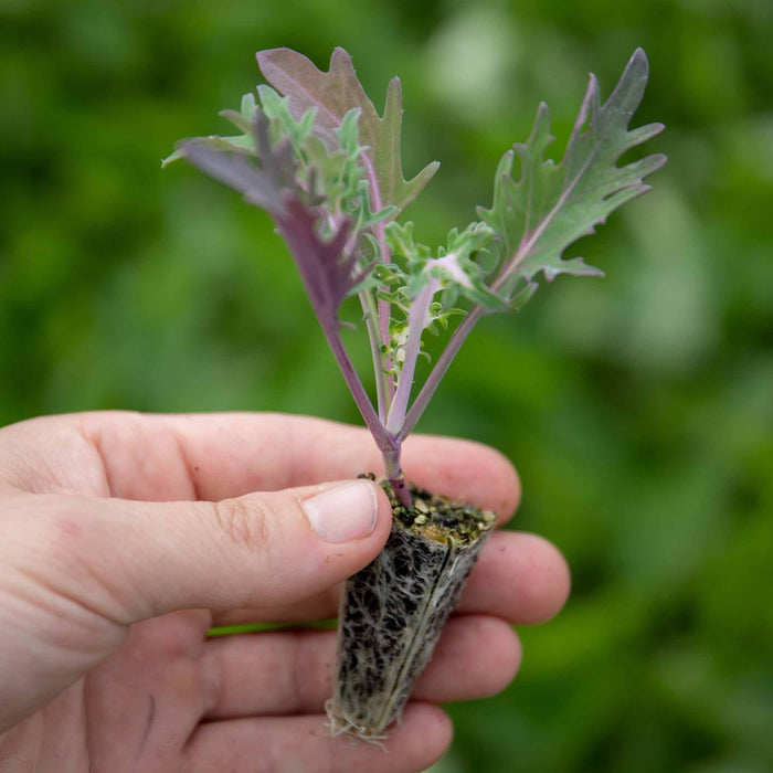 Kale 'Midnight Sun'