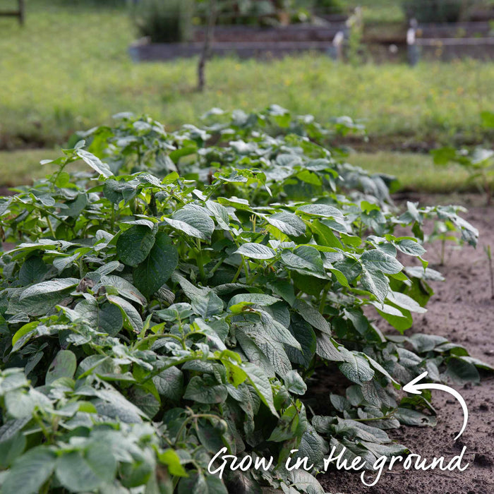 Seed Potato Christmas Harvest Collection