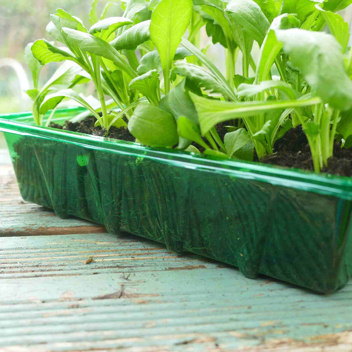 Visiroot Seed Trays