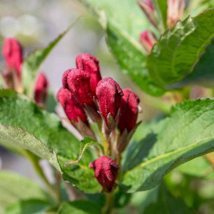 Weigela 'Bristol Ruby'