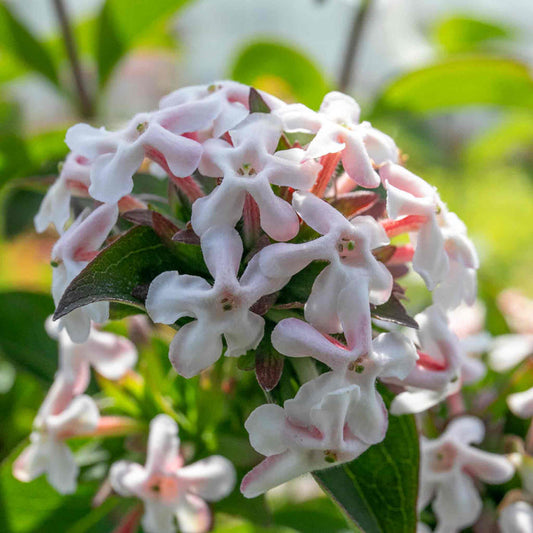 Abelia Mosanensis 'Bridal Bouquet Monia'