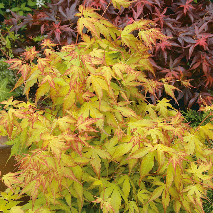 Acer palmatum 'Katsura'