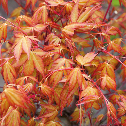 Acer palmatum 'Katsura'