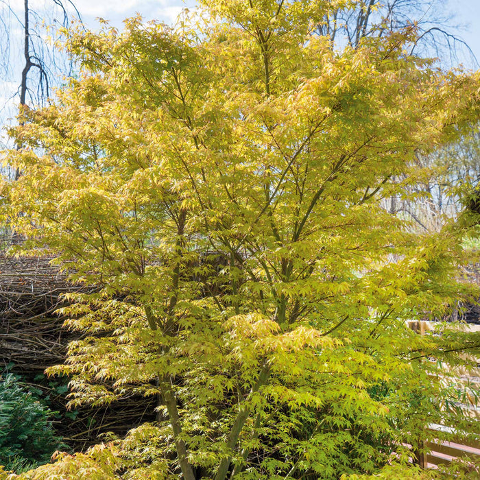 Acer palmatum 'Katsura'