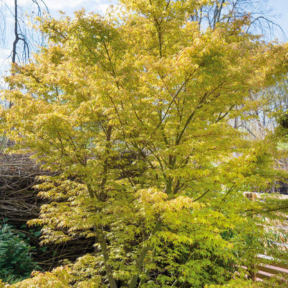 Acer palmatum 'Katsura'