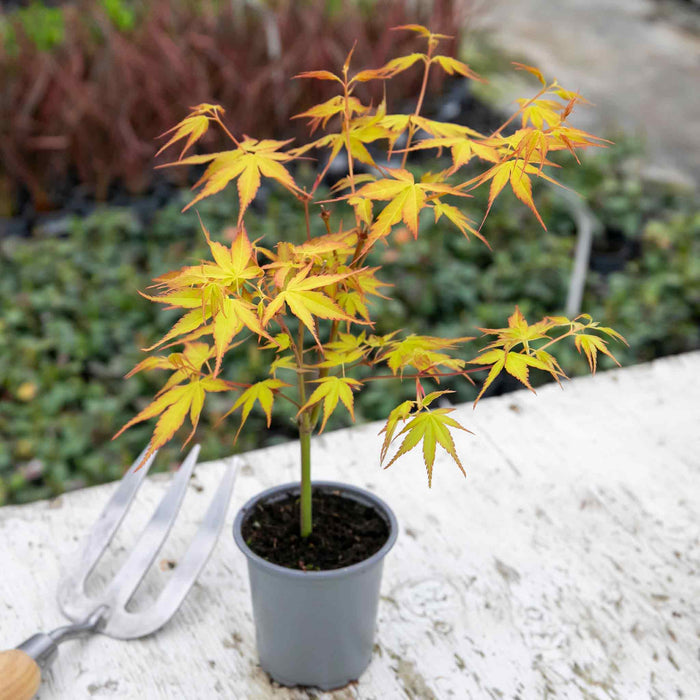 Acer palmatum 'Katsura'