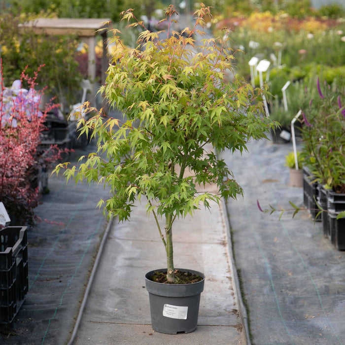 Acer palmatum 'Katsura'