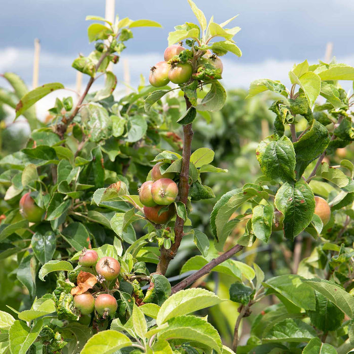 Apple 'Discovery'