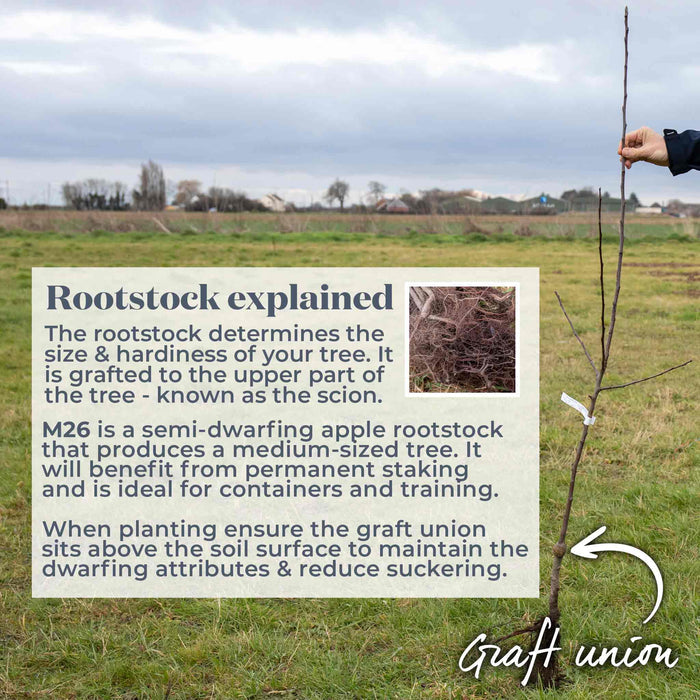 Bare root tree in a field with text explaining M26 rootstock and graft union.