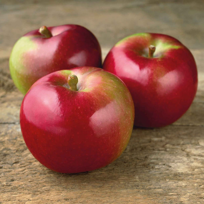 Apple 'Mcintosh'