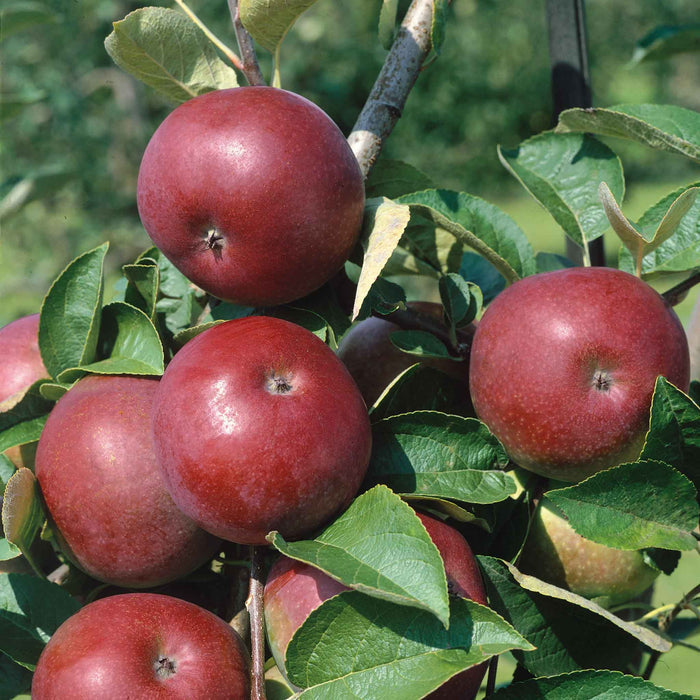 Apple 'Mcintosh'