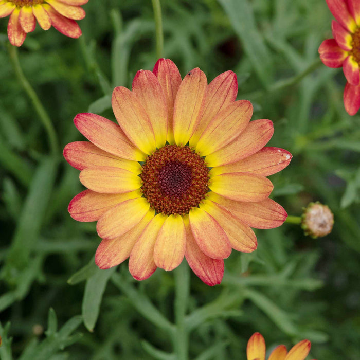Argyranth. Grandaisy 'Orange/Yellow Halo'
