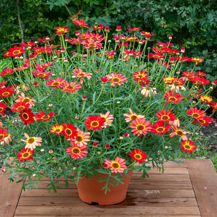 Argyranth. Grandaisy 'Orange/Yellow Halo'