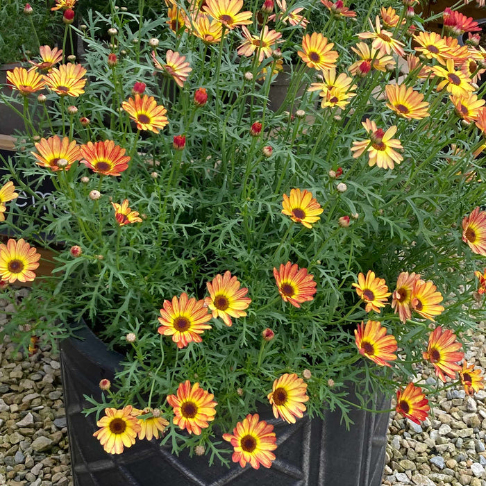 Argyranth. Grandaisy 'Orange/Yellow Halo'