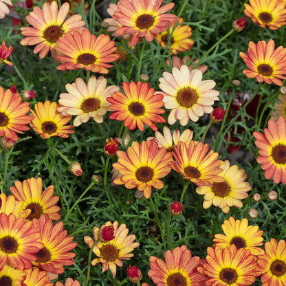 Argyranth. Grandaisy 'Orange/Yellow Halo'