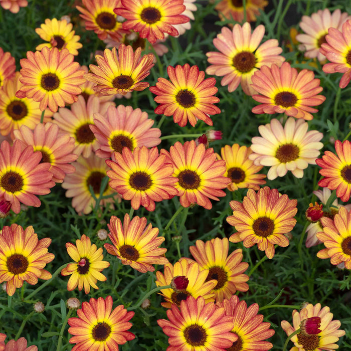 Argyranth. Grandaisy 'Orange/Yellow Halo'