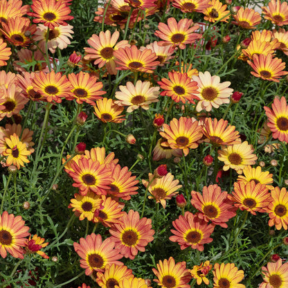 Argyranth. Grandaisy 'Orange/Yellow Halo'