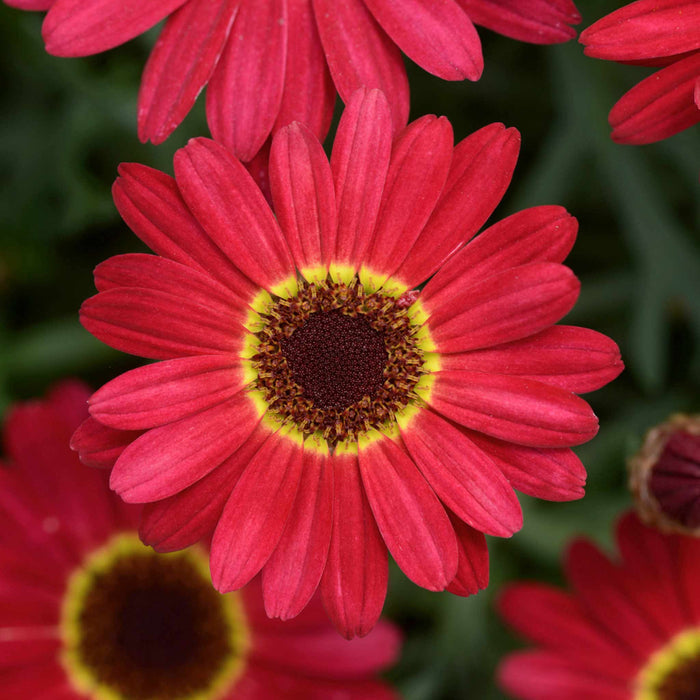 Argyranth. Grandaisy 'Red/Orange'