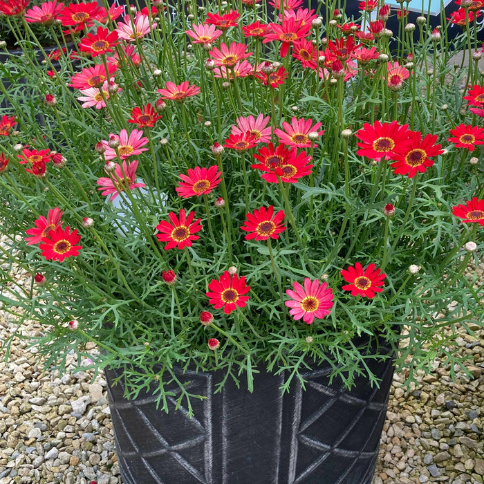 Argyranth. Grandaisy 'Red/Orange'