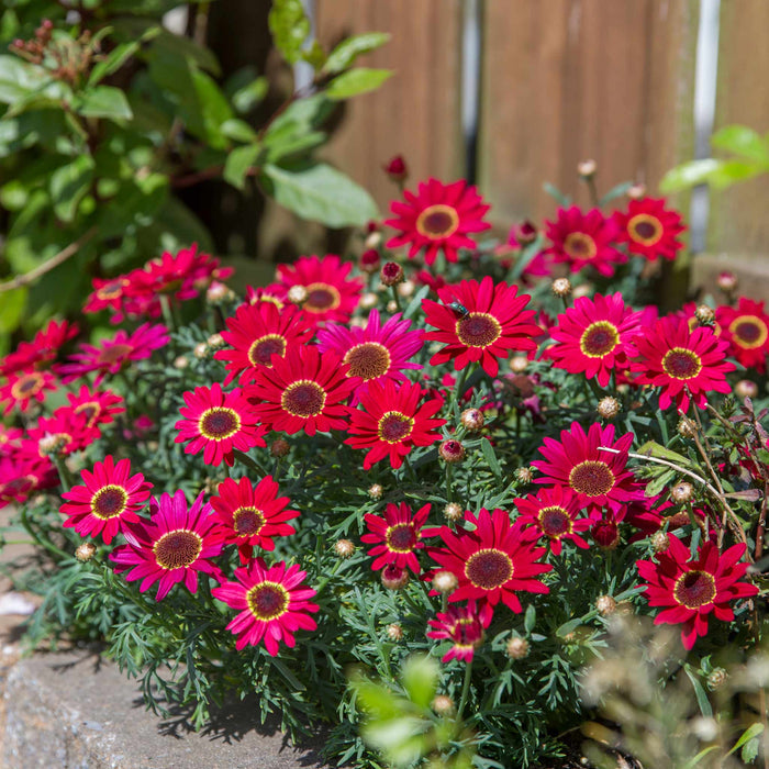 Argyranth. Grandaisy 'Red/Orange'