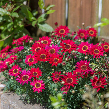 Argyranth. Grandaisy 'Red/Orange'