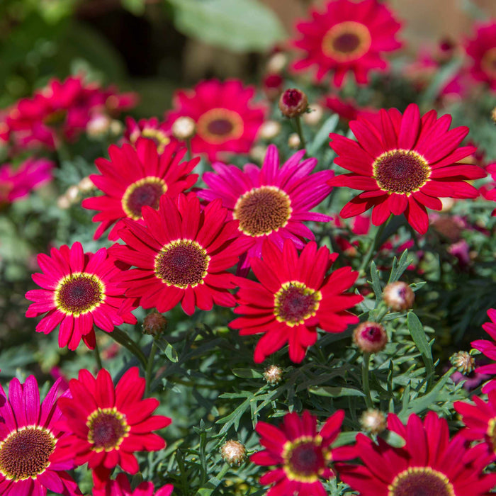 Argyranth. Grandaisy 'Red/Orange'