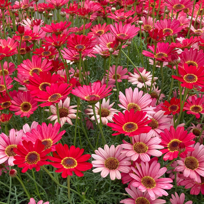 Argyranth. Grandaisy 'Red/Orange'