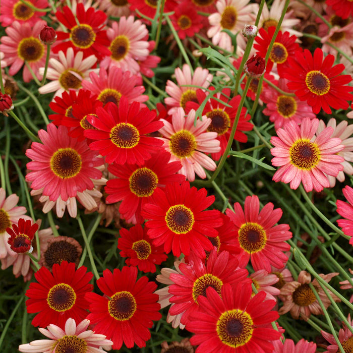 Argyranth. Grandaisy 'Red/Orange'