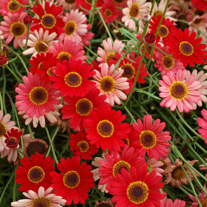 Argyranth. Grandaisy 'Red/Orange'