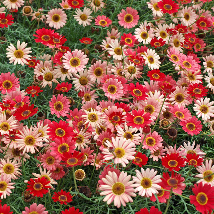 Argyranth. Grandaisy 'Red/Orange'