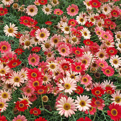 Argyranth. Grandaisy 'Red/Orange'
