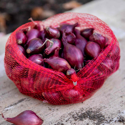 Red Onion Sets – marshalls Garden Grower’s Pick in a red mesh bag, ideal for autumn planting.