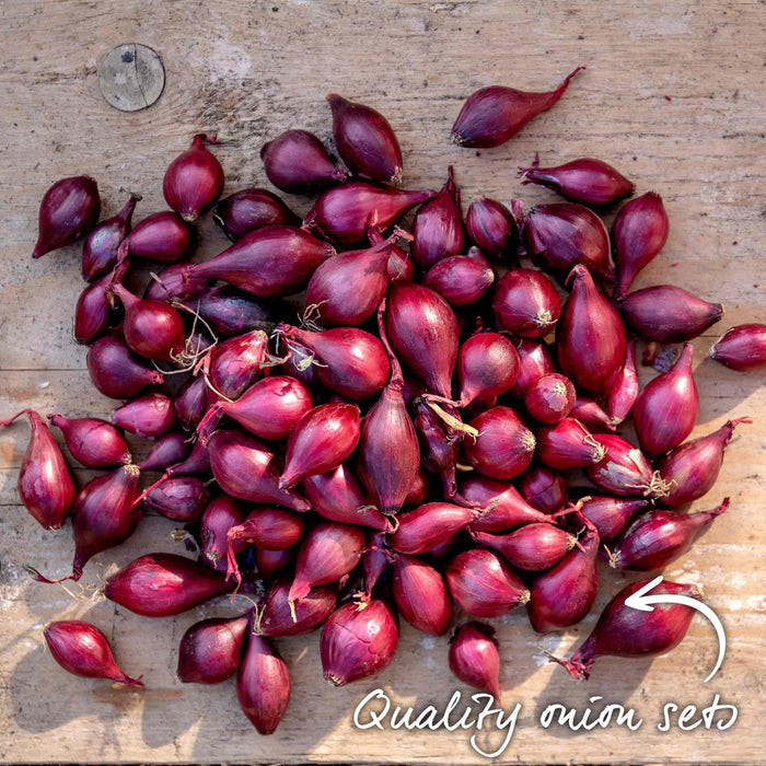 Loose red onion sets spread out on a natural wooden surface showing set colour and size.