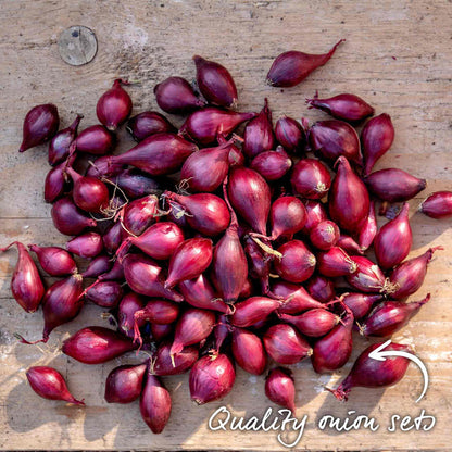Loose red onion sets spread out on a natural wooden surface showing set colour and size.