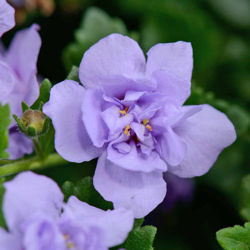 Bacopa Scopia Plant 'Double Lavender' - 6 x Super Plug Plants
