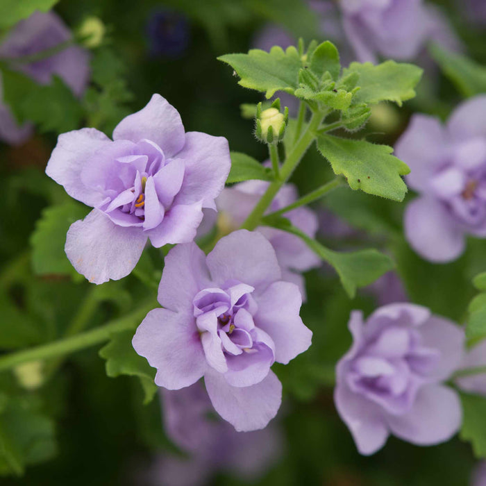 Bacopa Scopia Plant 'Double Lavender' - 6 x Super Plug Plants