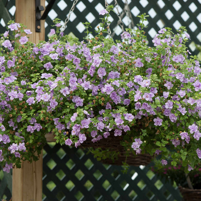Bacopa Scopia Plant 'Double Lavender' - 6 x Super Plug Plants