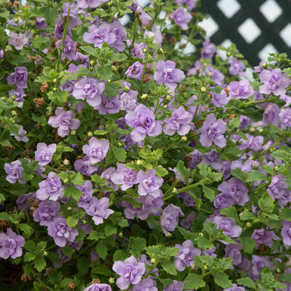 Bacopa Scopia Plant 'Double Lavender' - 6 x Super Plug Plants