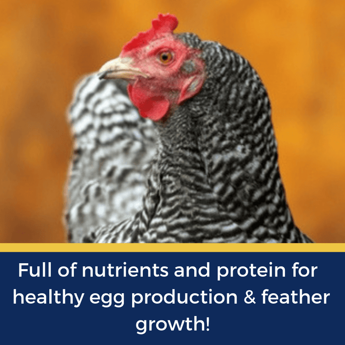 BEE A Beautiful Hen Herbal Treat With Mealworms, Wheat, & Rose Petals For Chickens