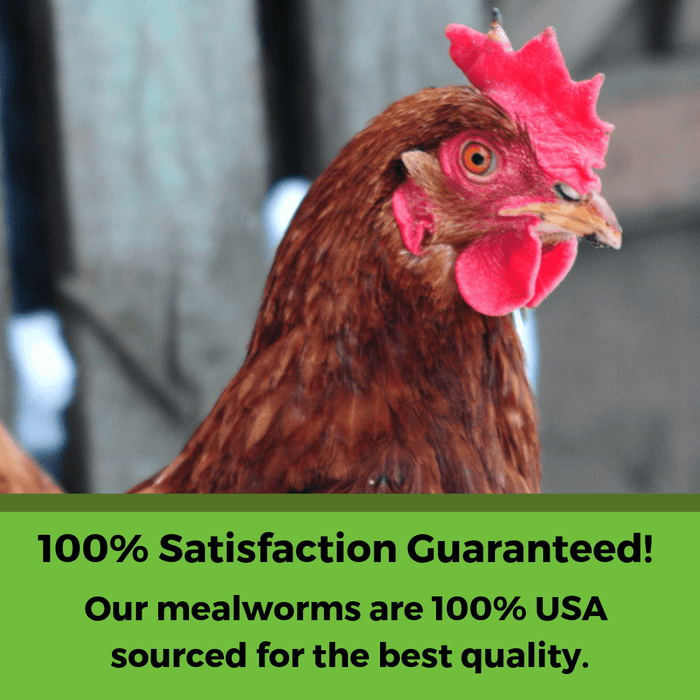 BEE A Beautiful Hen Herbal Treat With Mealworms, Wheat, & Rose Petals For Chickens
