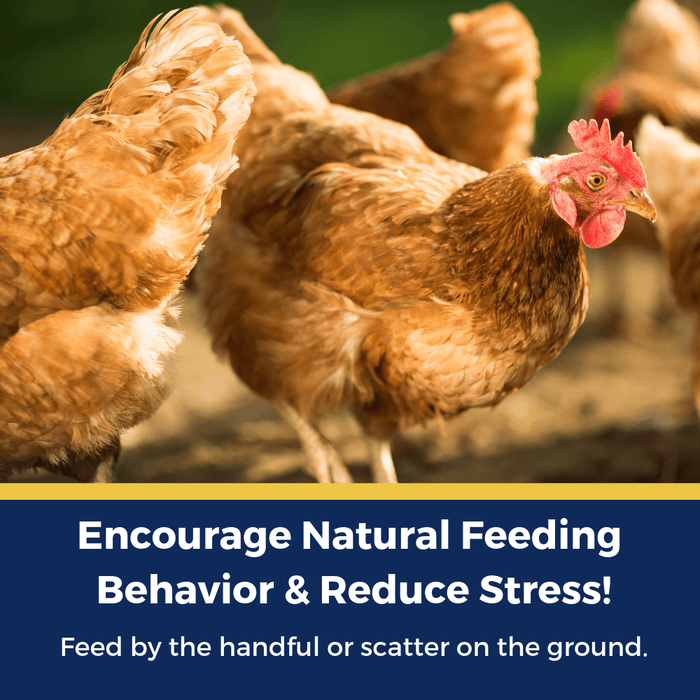 BEE A Beautiful Hen Herbal Treat With Mealworms, Wheat, & Rose Petals For Chickens