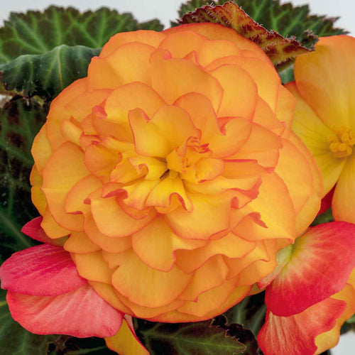 Begonia 'Nonstop Fire'