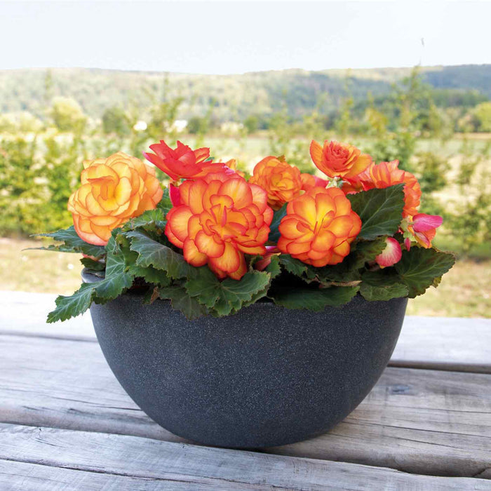 Begonia 'Nonstop Fire'