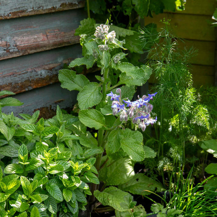 Borage Plant