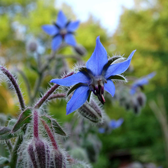 Borage Plant