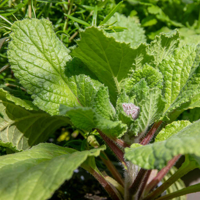 Borage Plant