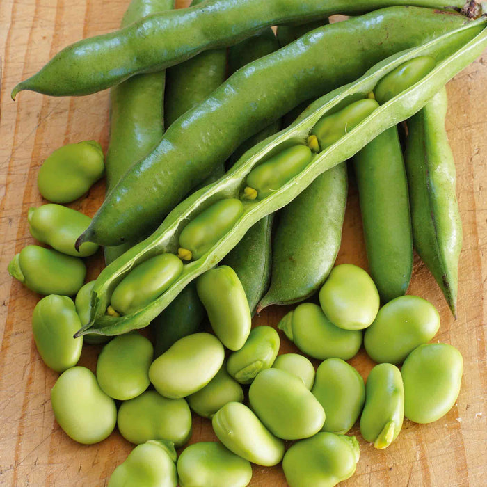 Broad Bean 'Robin Hood'